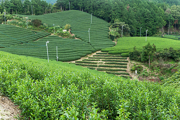 Image showing Tea farm