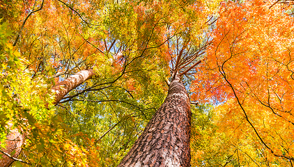 Image showing Maple tree in autumn