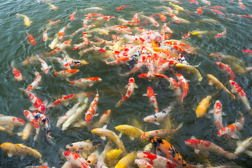 Image showing Koi fish swimming in Pond
