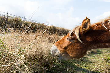 Image showing Saddle horse eating grass