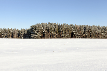 Image showing Snow in winter