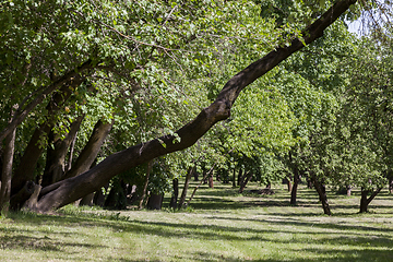 Image showing summer park