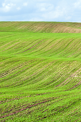 Image showing agricultural field