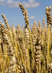 Image showing golden wheat