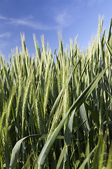 Image showing green barley