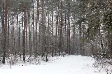 Image showing Winter season