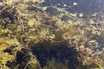 Image showing green frog