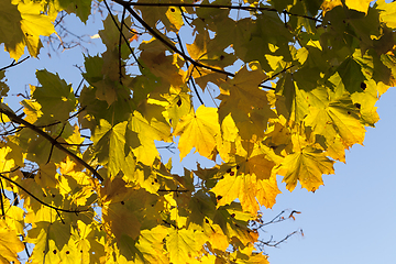 Image showing Yellow maple foliage