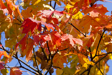 Image showing autumnal leaves