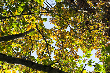 Image showing changing the color of foliage