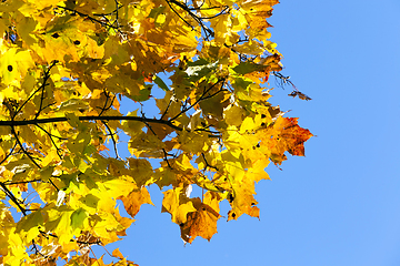 Image showing colorful maple