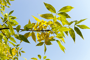 Image showing maple leaves