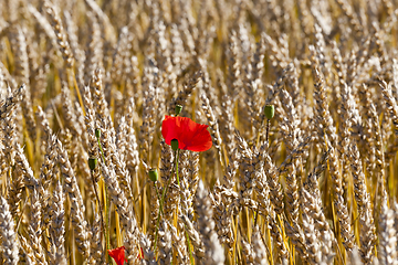 Image showing red poppy flower