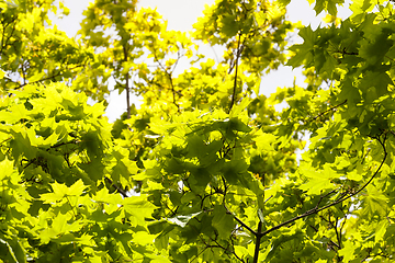 Image showing maple foliage