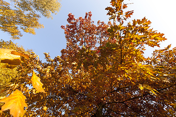 Image showing park in autumn