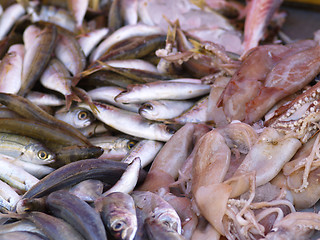 Image showing fish and cuttlefish