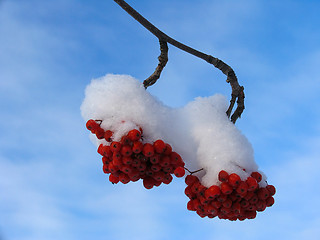 Image showing Ashberry under the  Snow