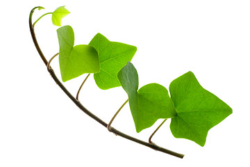 Image showing Sprig of Ivy