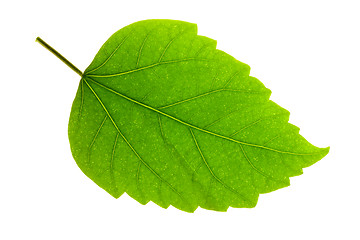 Image showing Hibiscus Leaf