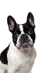 Image showing Angry French bulldog dog 