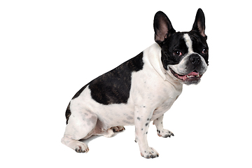 Image showing Happy French bulldog dog 