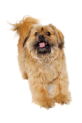 Image showing Happy Shih Tzu dog