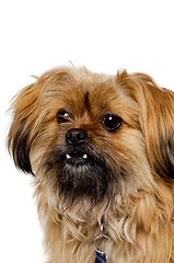 Image showing Sad Shih Tzu dog 