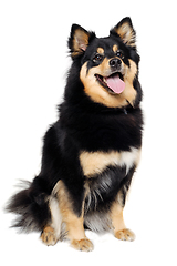 Image showing Happy Finnish Lapphund dog sitting on a white background