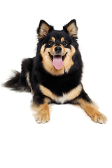 Image showing Happy Finnish Lapphund dog resting on a white background