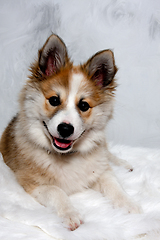 Image showing Happy Norwegian lundhund dog