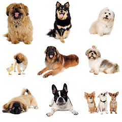 Image showing collection with dogs