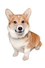 Image showing Welsh Corgi Pembroke dog