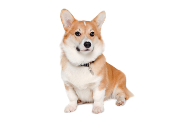 Image showing Welsh Corgi Pembroke dog