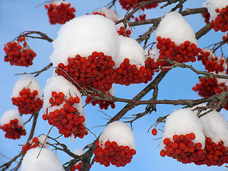 Image showing Ashberry under the Snow