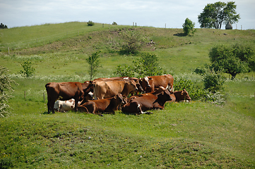 Image showing Cows and green grass