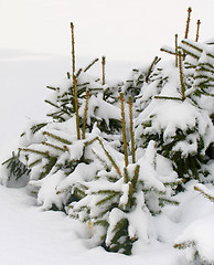 Image showing Fir trees under the snow