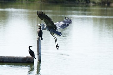 Image showing Grey heron flying