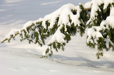 Image showing Branch under the snow