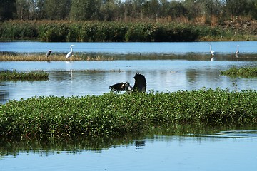 Image showing Gray heron and his dinner