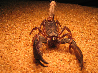 Image showing Scorpion