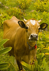 Image showing Cow