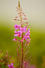 Image showing Flower