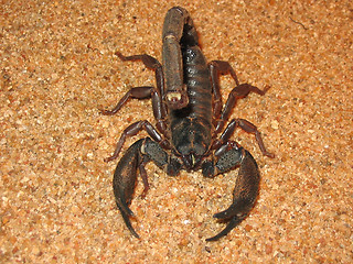 Image showing Scorpion