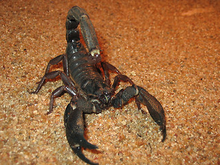 Image showing Scorpion