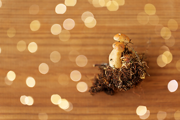 Image showing variegated bolete on wooden background