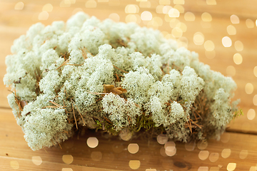 Image showing close up of reindeer lichen moss