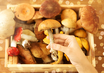 Image showing hand holding boletus over box of edible mushrooms