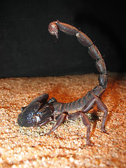 Image showing Scorpion