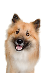 Image showing Happy Eurasier dog on a clean white background