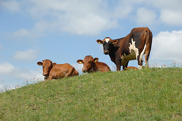 Image showing Cows resting on green grass